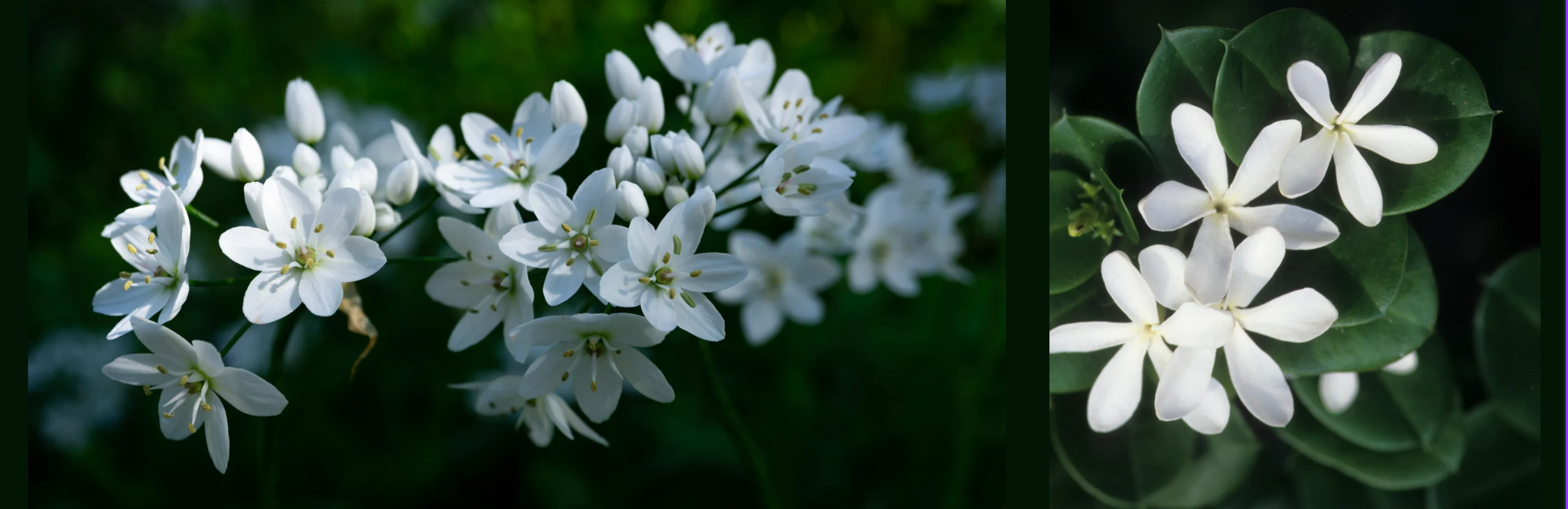 Jasmine