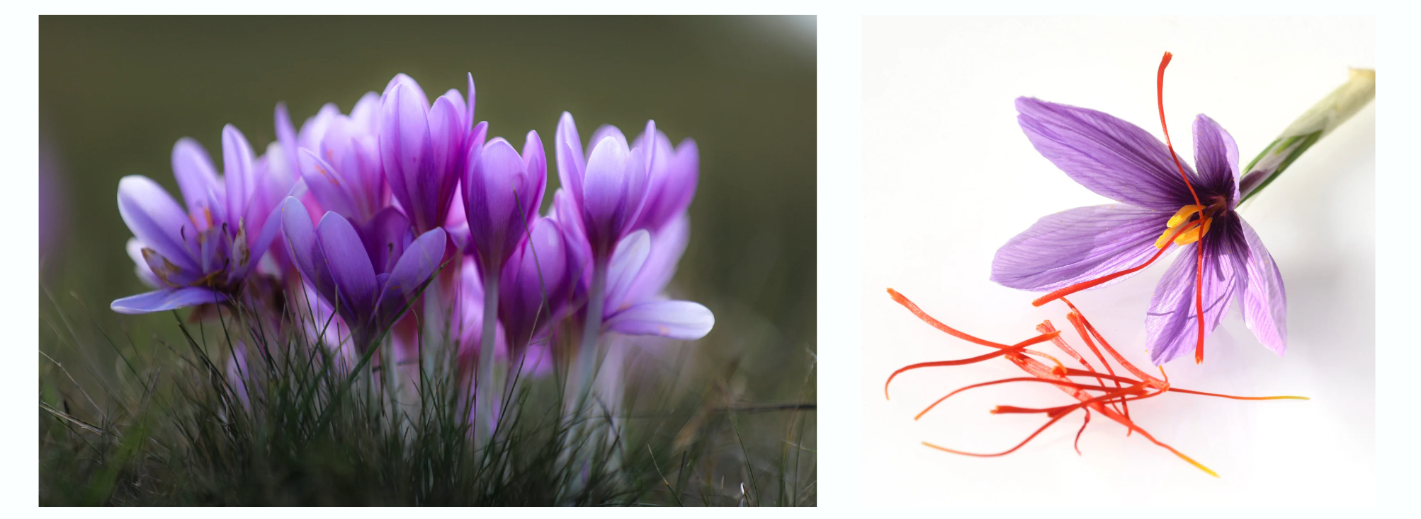 Saffron