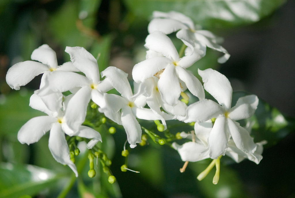 The discovery of raw materials: Jasmine