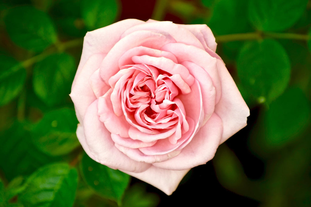 The discovery of raw materials: Rose Oil