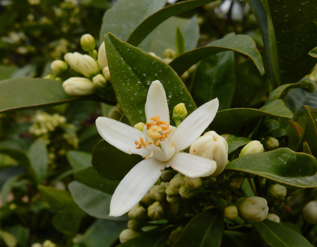 The Power of Scent: Neroli oil