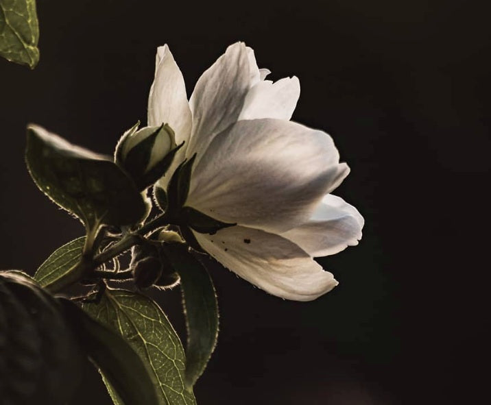 Timeless White Flowers