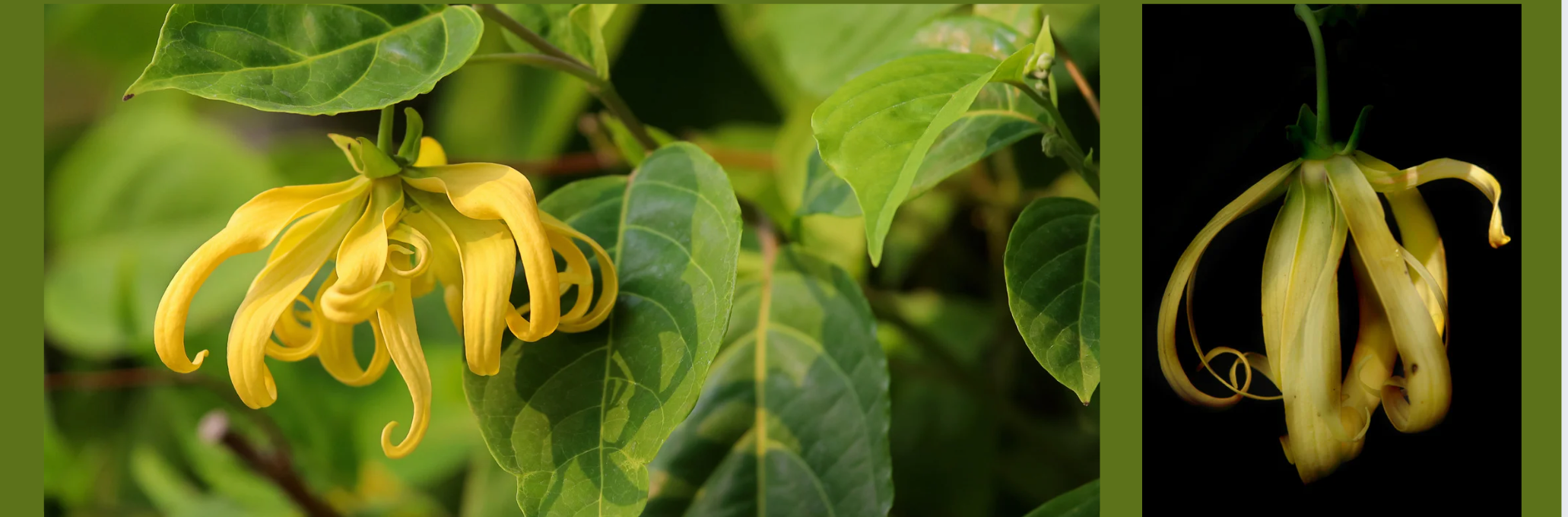 Ylang Ylang