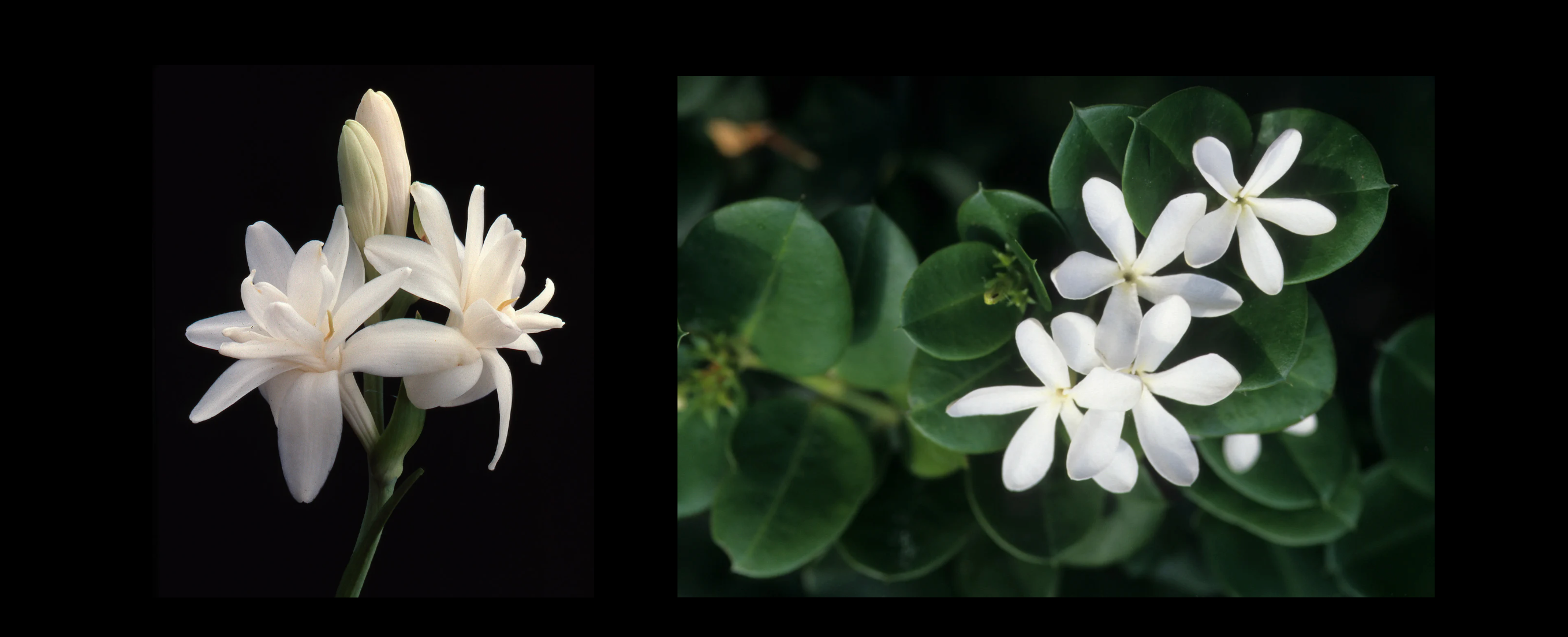 White Flowers