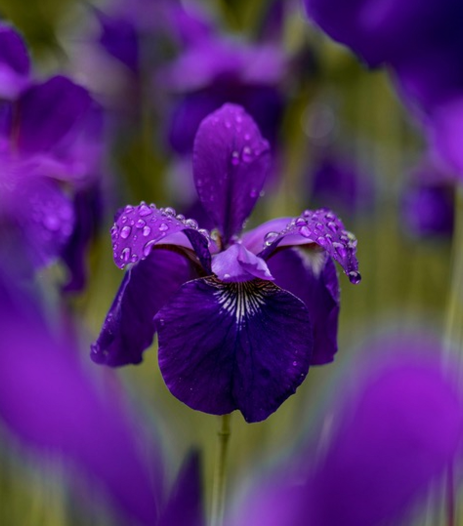 Iris, an olfactory treasure