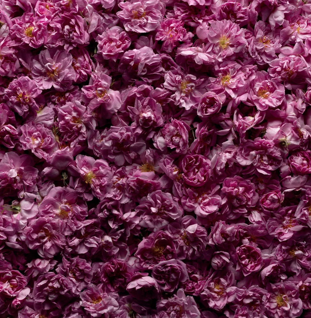Rose Shiso