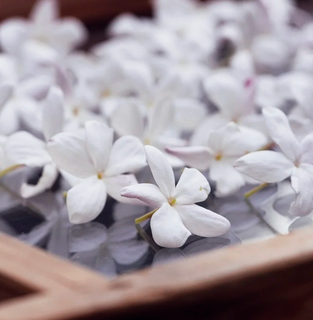 Jasmin Patchouli