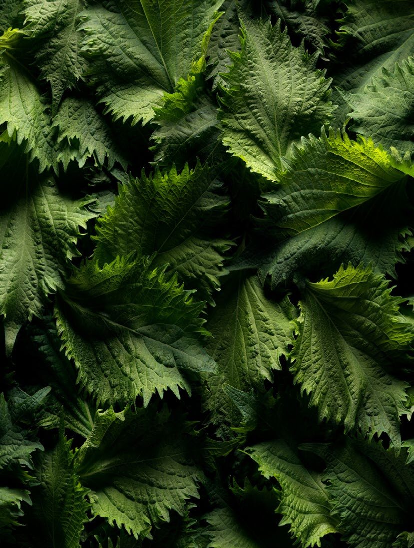Feuilles de shiso du Japon - MarieJeanne Rose Shiso