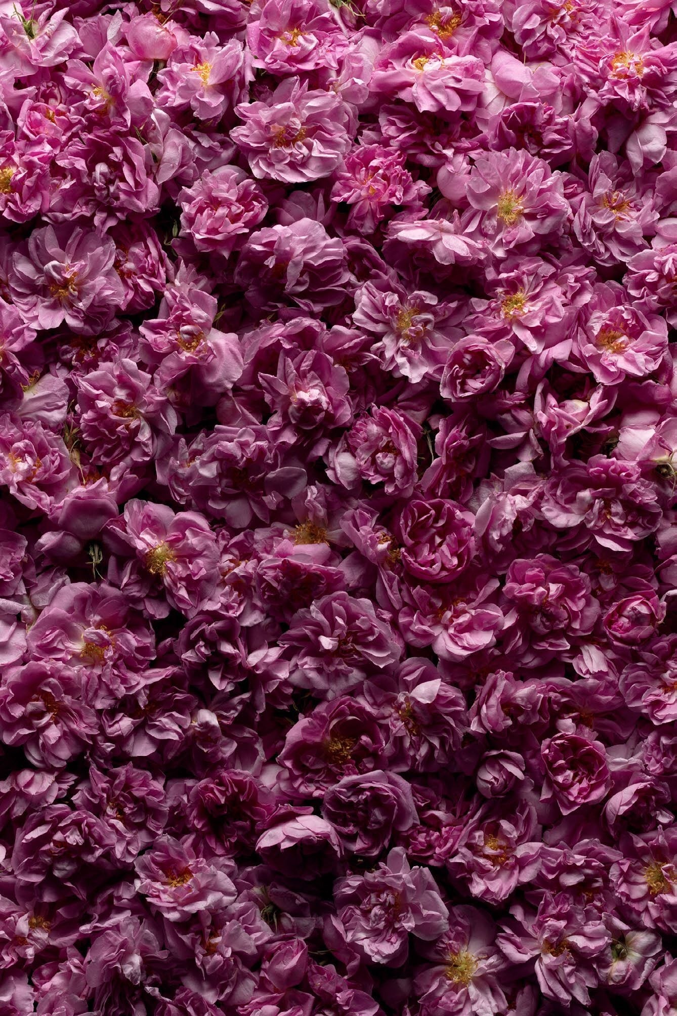Rose Shiso - Marie Jeanne | H Parfums