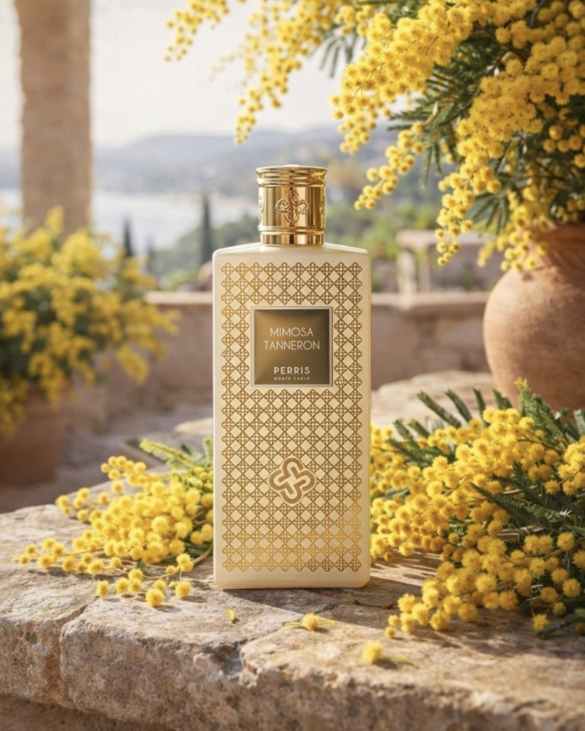 Mimosa Tanneron
