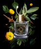 Find Noème fragrances at H Parfums, Montreal perfume store.